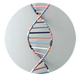 Colorful DNA helix model